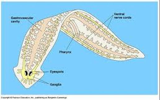 The Digestive System - Platyhelminthes